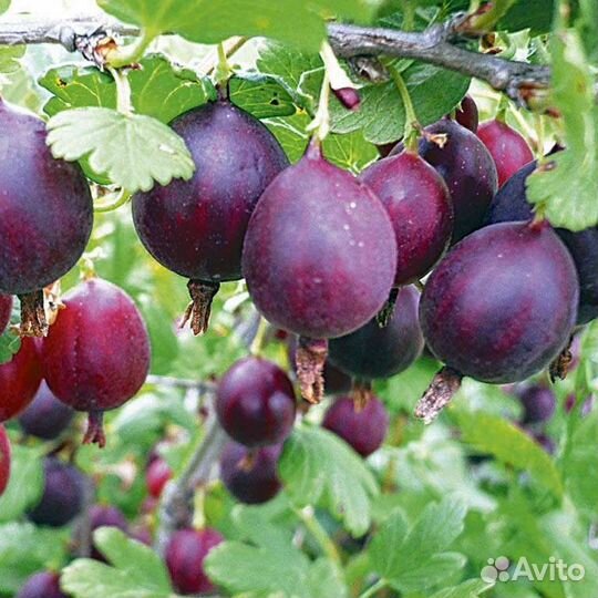 Саженцы Крыжовника