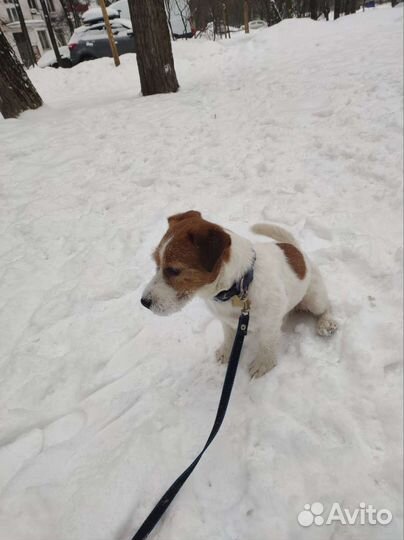 Джек Рассел терьер вязка