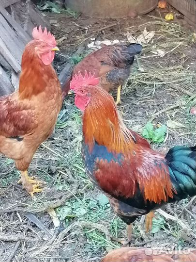 Куры петухи