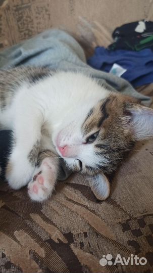 Котятки в добрые руки