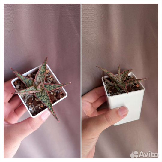 Взрослые суккуленты