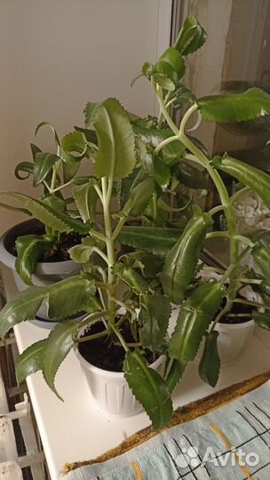 Каланхоэ лечебное