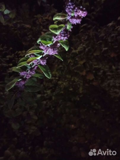 Снежноягодники разные