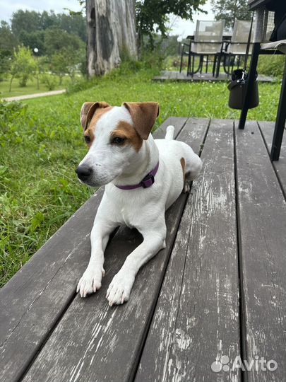 Вязка Джек Рассел