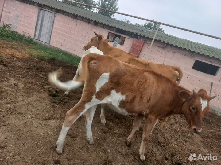 Телята бычки