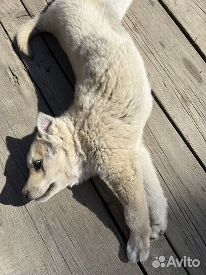 Щенок девочка в добрые руки