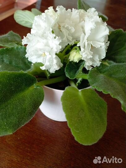 Фиалка в горшках