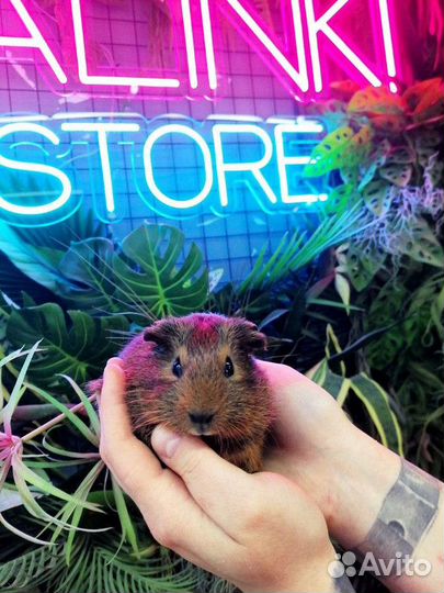 Гладкая морская свинка золото агути