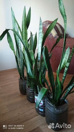 Сансевиерия