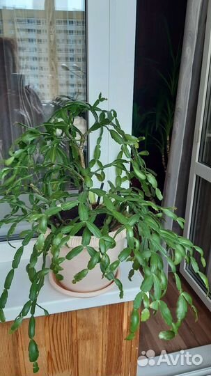 Декабрист (шлюмбергера)