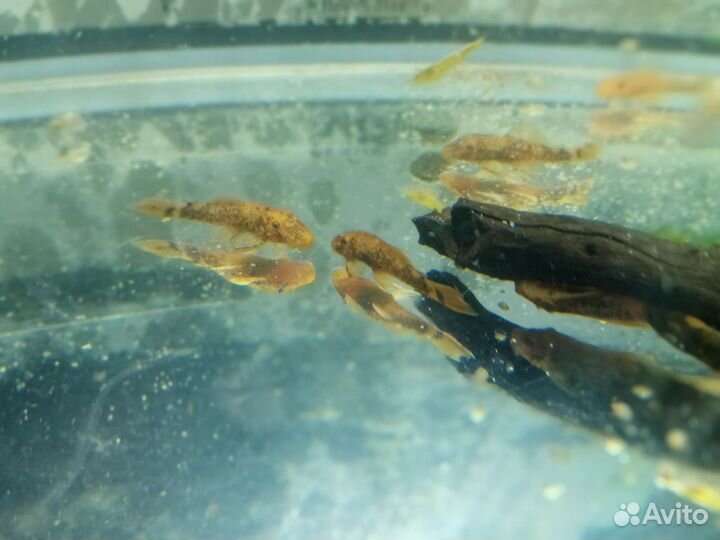 Мальки скалярии параиба, леопардовый анцитрус