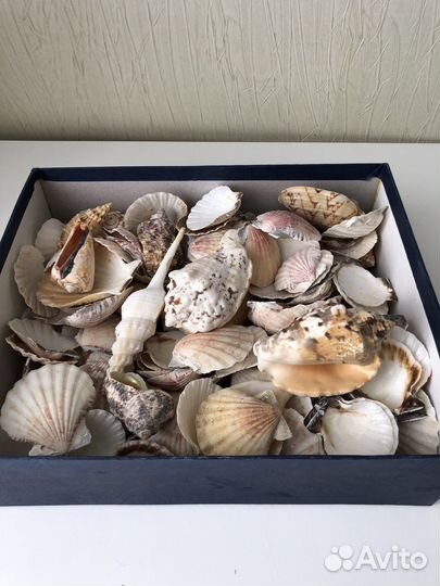Для творчества коробка морских ракушек