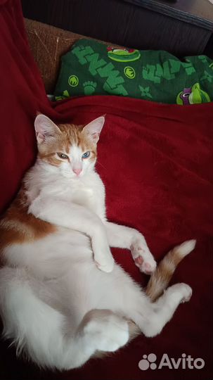 Котик бесплатно