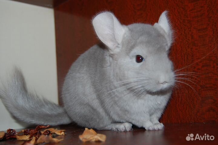 Продаются шиншиллы различных окрасов