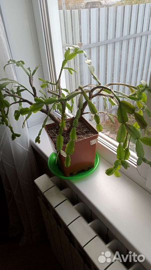 Декабрист шлюмбергера(красный)