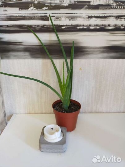 Алоэ, детки с корнем