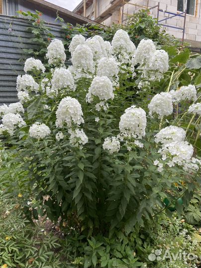 Флокс поздний