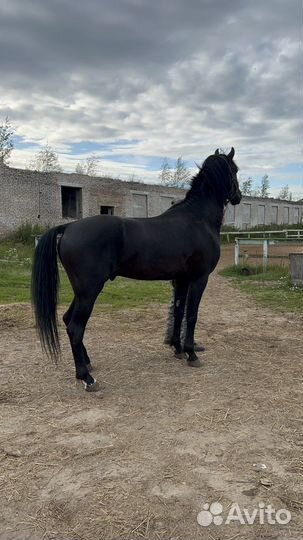 Жеребец орловский рысак