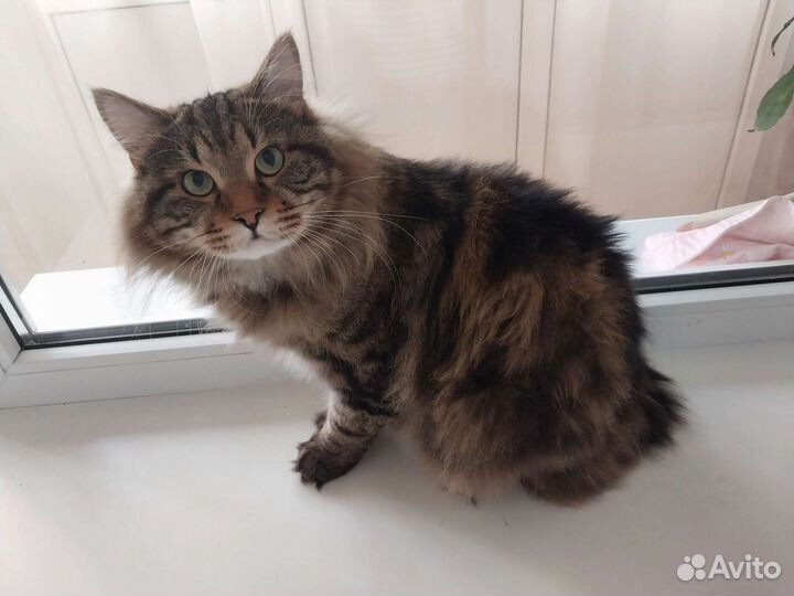 Курильский бобтейл