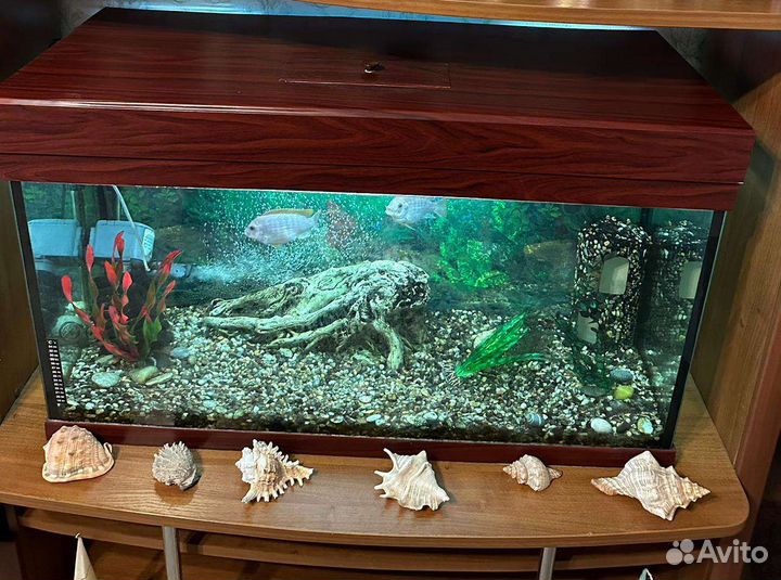 Аквариум