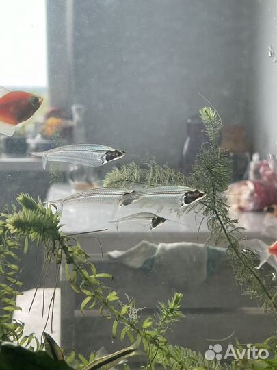 Тернеция гло, данио, анциструс ред, кабомба