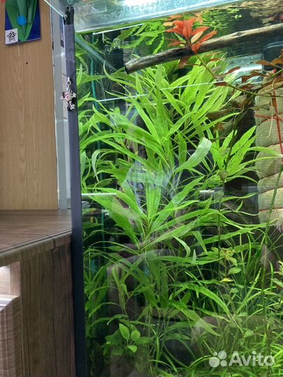 Аквариумные растения “Лимонник»