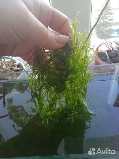 Мох яванский, рогалистник