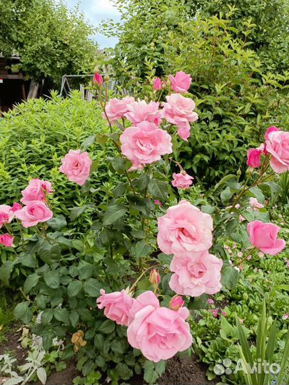 Кустовые розы