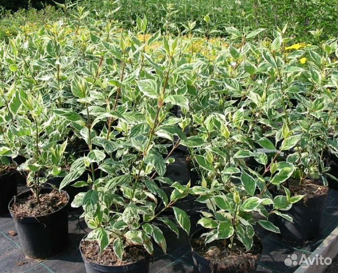 Дерен элегантиссима