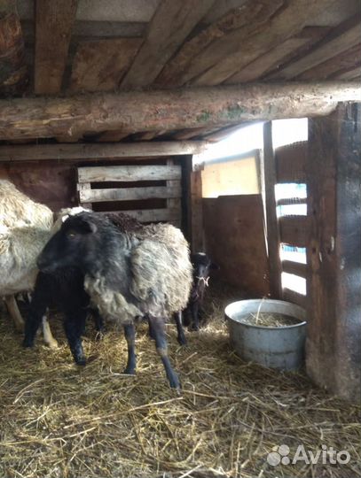 Бараны, Козы, Козел, Овечки на племя