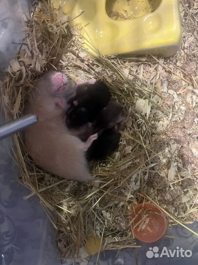 Сирийский хомяк