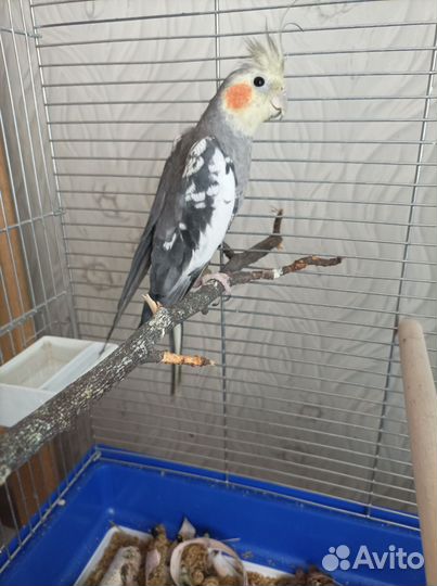 Попугай корелла с клеткой