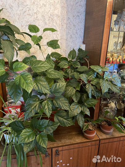 Гибискус красный махровый