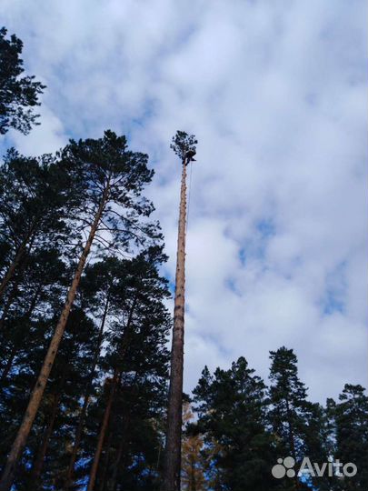 Спил деревьев, веток, чистка дерева, кронирование