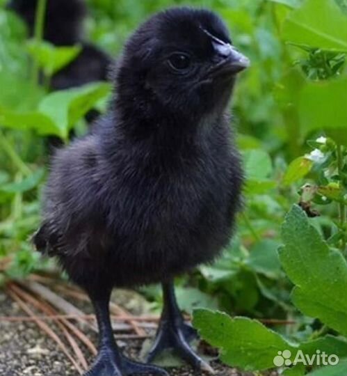 Черные куры ухейилюй и Индейки инкубационное яйцо