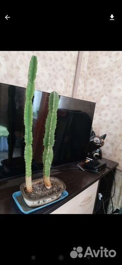 Кубинские кактусы