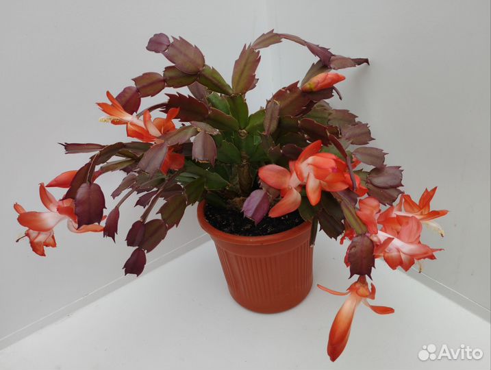 Декабрист красного цвета