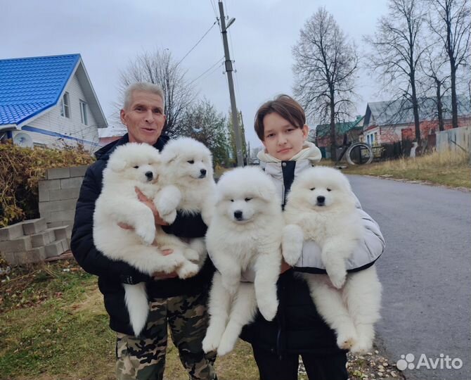 Мишки самоеды