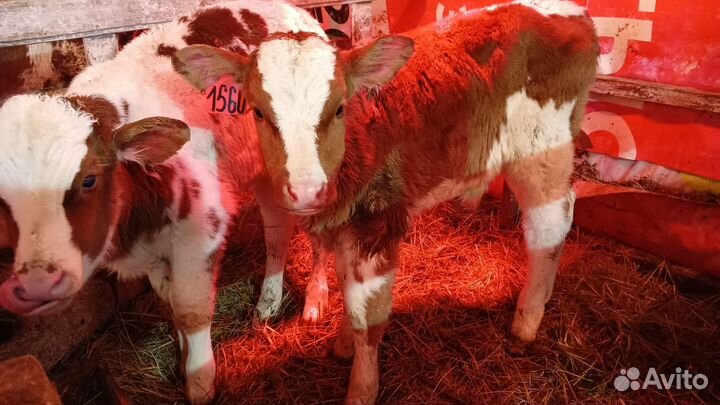 К бычки крс