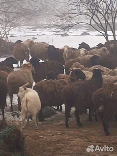 Овцы бараны ягнята