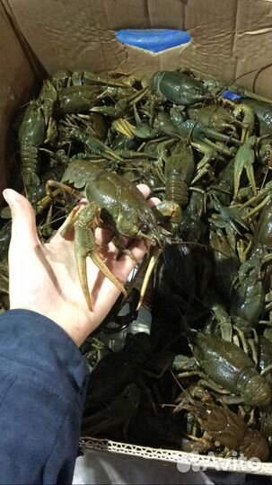 Живые раки, Варёные раки в Троицком районе