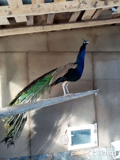 Перо павлина