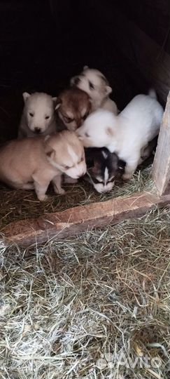 Щенки сибирской хаски