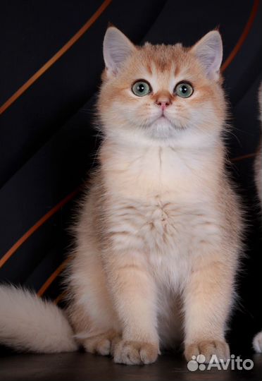 Котик не для вас, если