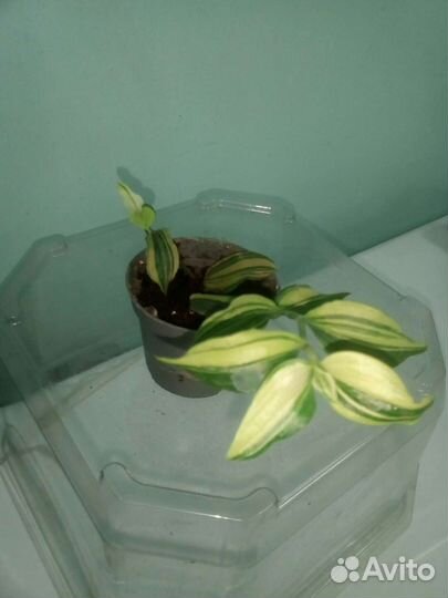 Традесканция Yellow Hil (желтый холм)