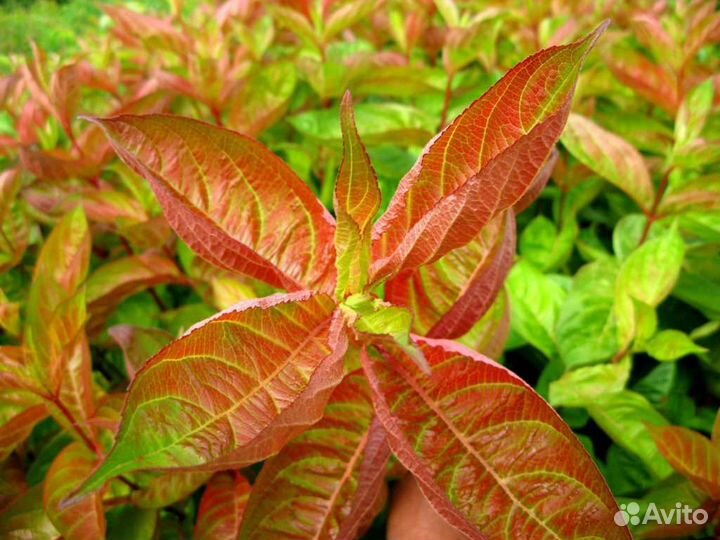 Вейгела Вингс оф фаер (Wings of fire )