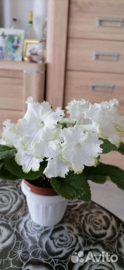 Детки стрептокарпусов