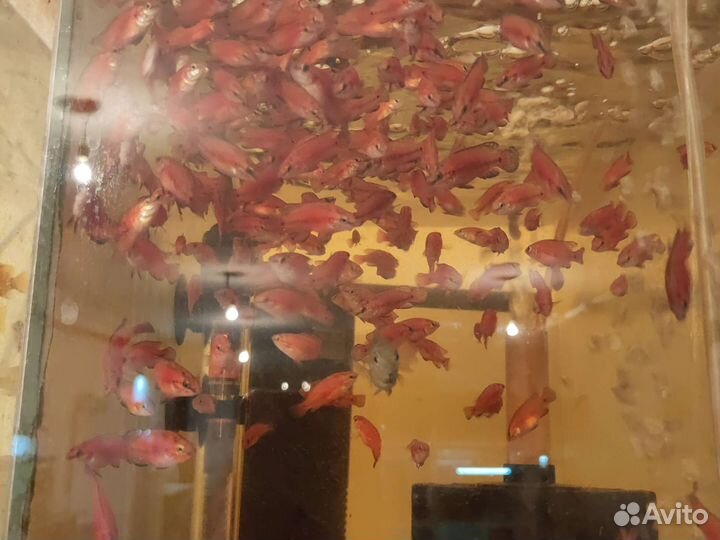 Хемихромис экcул