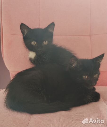 Котята ищут дом