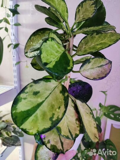 Хойя на срез